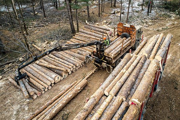 Счетная палата нашла нарушения в восстановлении лесов